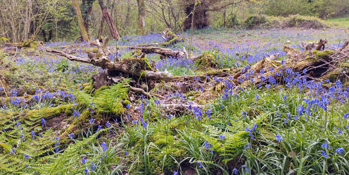 Thanks to the efforts of the #CoulsdonCommon Volunteers, the #bluebells in #RydonsWood are better than ever this year. They're just a short detour off the #LondonLOOP - turn left at Caterham Drive in #Coulsdon and take the path on the left from Rydons Wood Close.