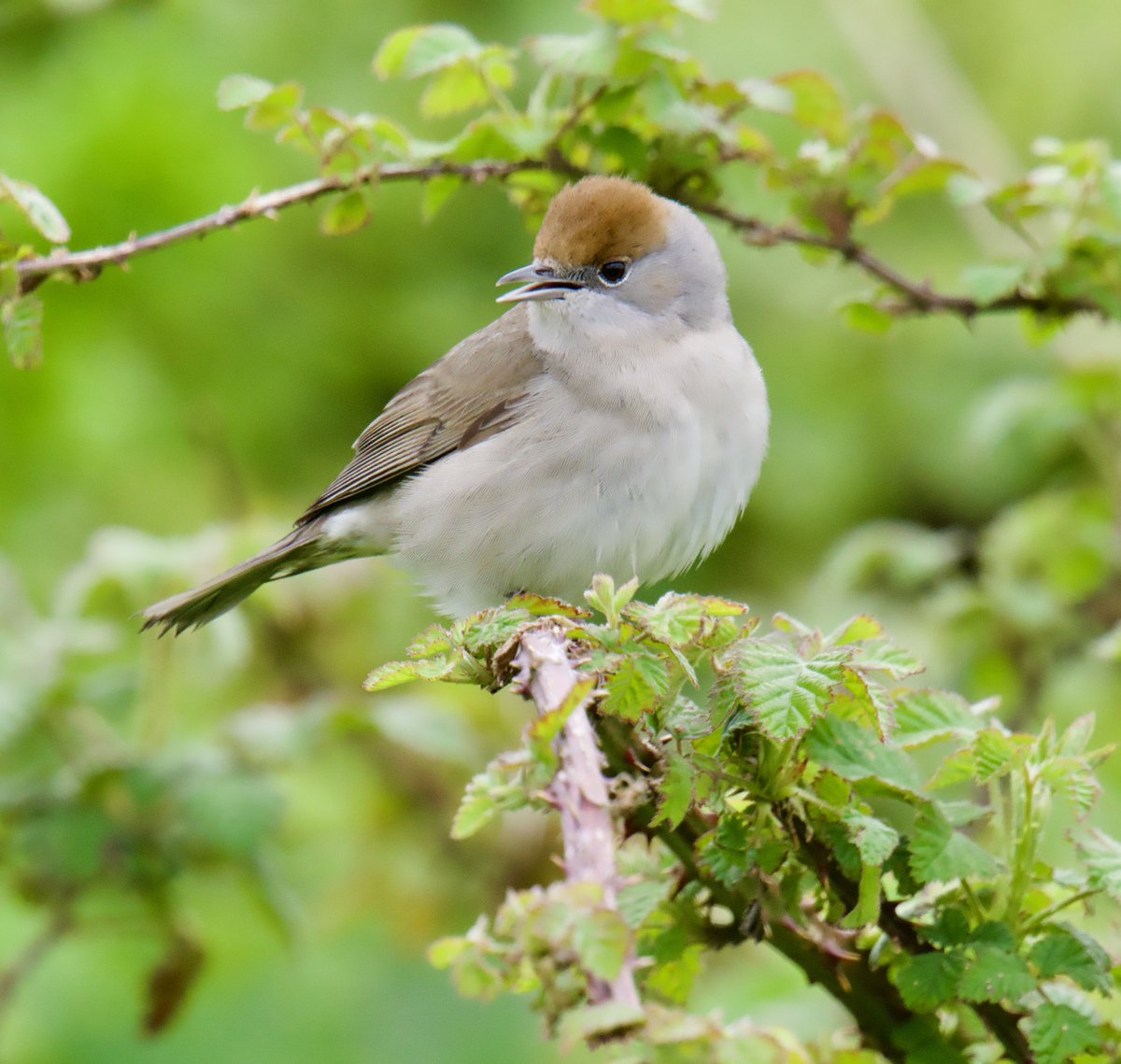 Spoonbills at Exminster Marshes today along with this female Blackcap @RSPBExeEstuary @Natures_Voice @ExeterCanal @SEDwildlife @DevonWildlife @waderquest @WaderStudy #devon #blackcap #spoonbill #exeter #birdphotography