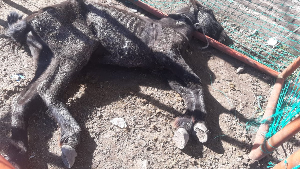 caballos_crre's tweet image. 🚨🚑 Urgencia en #Burzaco: Potrillo rescatado de tormenta por una familia, los matadores lo reclaman y necesita tratamiento. Ayúdanos a seguir salvando vidas. #Forastero #Involúcrate 🐴  Más info: centrocrre.org / Dona: Mercado Pago / CBU: 0140092201703105059940