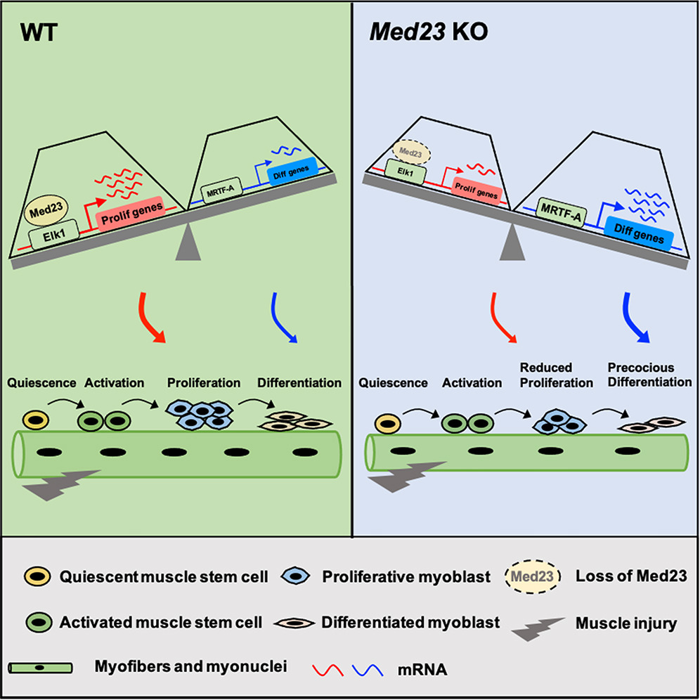Learn how key 🔑 transcription factors and cofactors such as the Mediator complex cooperate to regulate #myogenesis. Scientists show that Med23 deficiency in MuSCs decreases proliferation and promotes precocious differentiation. bit.ly/3WkMwCH