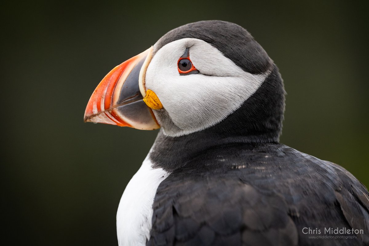 A visit to Skomer earlier in the week. The weather was foul, but tried to make the most of it and was rewarded with some images I am pleased with - including this one.

I'm almost certain Puffins know they're being photographed and know how to pose.

#ThePhotoHour #photography