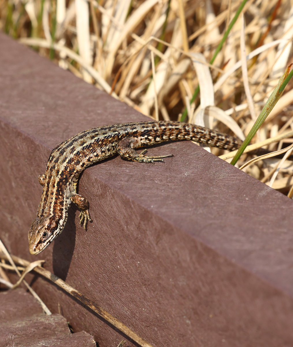 Warm and sunny last night, so went a wander around @NatureScot Flanders Moss. Lots of common lizards sunning themselves. #lizard #commonlizard #flandersmoss #nature #wildlife #wildlifephotography #naturephotography #naturephotographer #wildlifephotographer