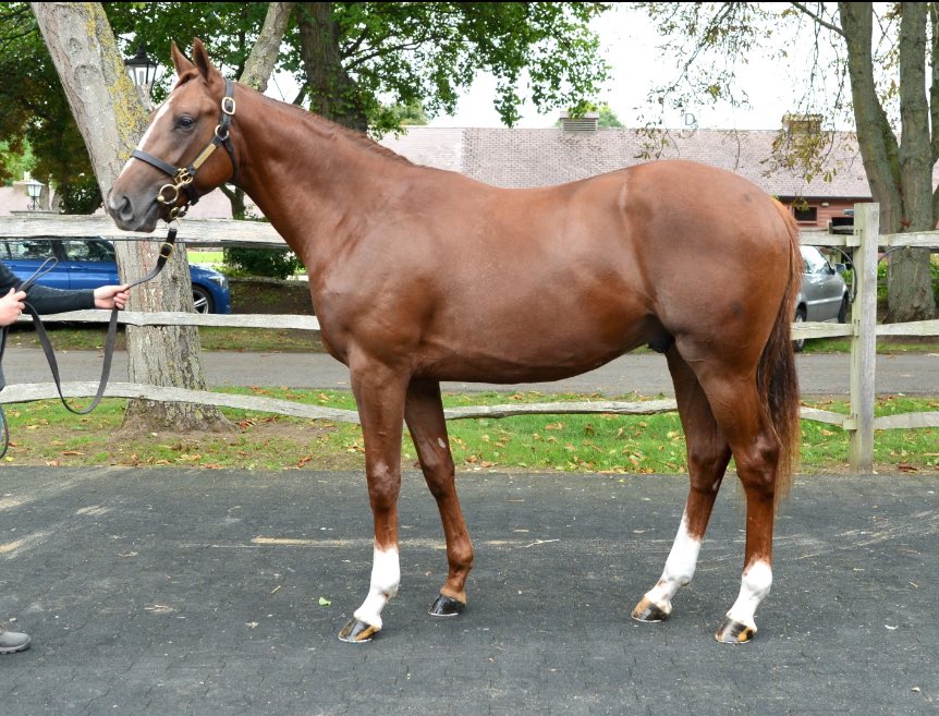 Aughamore Stud (@aughamorestud) on Twitter photo Wild Waves wins impressively for <a href="/AndrewBalding2/">Andrew Balding</a> becoming <a href="/coolmorestud/">Coolmore</a> Crystal Ocean’s first Uk winner. Bought from <a href="/CastletownStud/">Castletown Stud</a> and sold at <a href="/Tattersalls1766/">Tattersalls</a> Book1 #wesellwinners Wild Waves wins impressively for <a href="/AndrewBalding2/">Andrew Balding</a> becoming <a href="/coolmorestud/">Coolmore</a> Crystal Ocean’s first Uk winner. Bought from <a href="/CastletownStud/">Castletown Stud</a> and sold at <a href="/Tattersalls1766/">Tattersalls</a> Book1 #wesellwinners