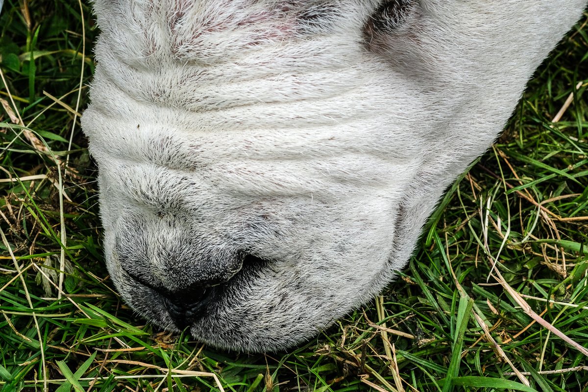 #SheepOfTheDay, a bit tired