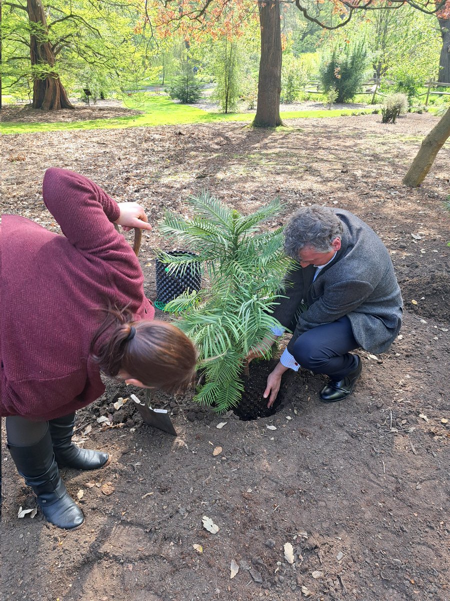 Launch of @bgci Global Conifer Conservation Consortia @TheBotanics today planting metacollection of #Wollemi nobilis with @BedgeburyP @WestonbirtArb and huge thanks to @BotanicSydney #plantconservation