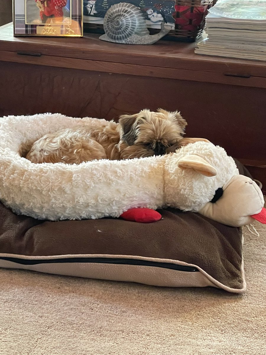 ℍ𝕒𝕡𝕡𝕪 𝕋𝕙𝕦𝕣𝕤𝕕𝕒𝕪!💕🐾💤💤😴

After my puppy class I had to get an extra nap in.  
A tired puppy is a happy one!💤💤💕🐾
Hope your day is a great one!💗💕🥰🐾🐾
#happythursday
#Trixie