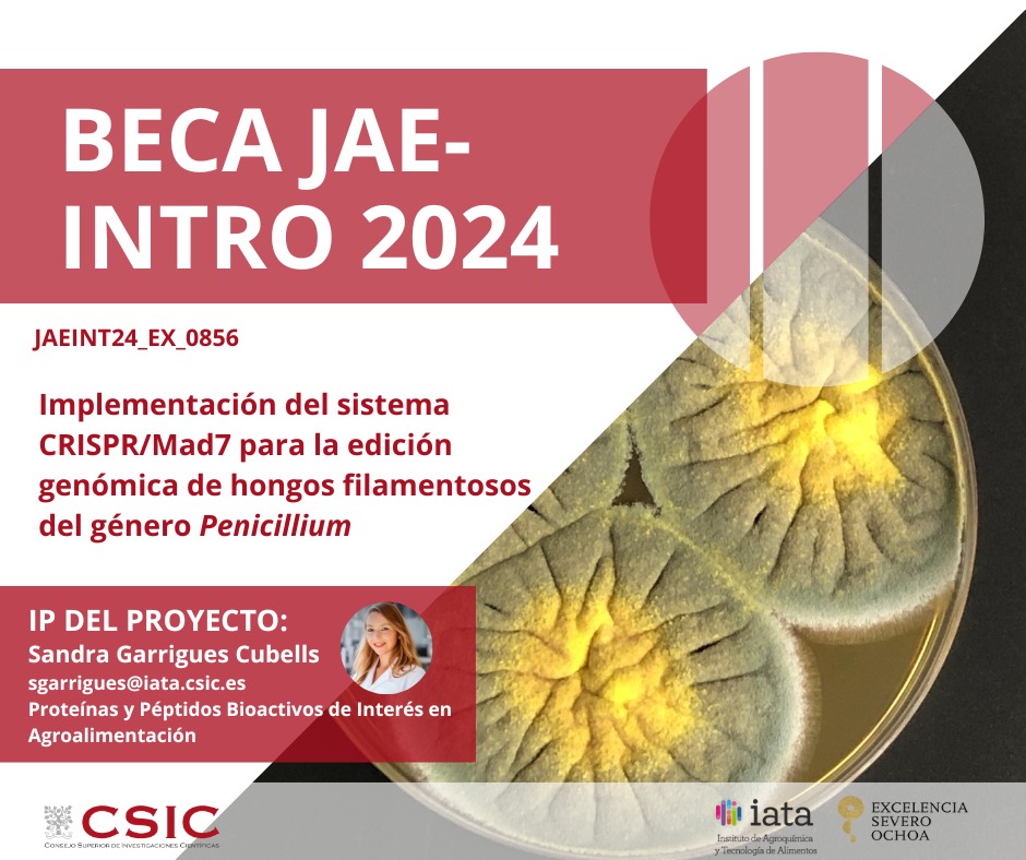 📢Todavía estás a tiempo de solicitar una beca @JAEIntro_CSIC para venirte al @iata_csic con nosotros y aprender a implementar técnicas de edición genómica punteras en hongos filamentosos de relevancia biotecnológica. ¡No pierdas esta oportunidad!