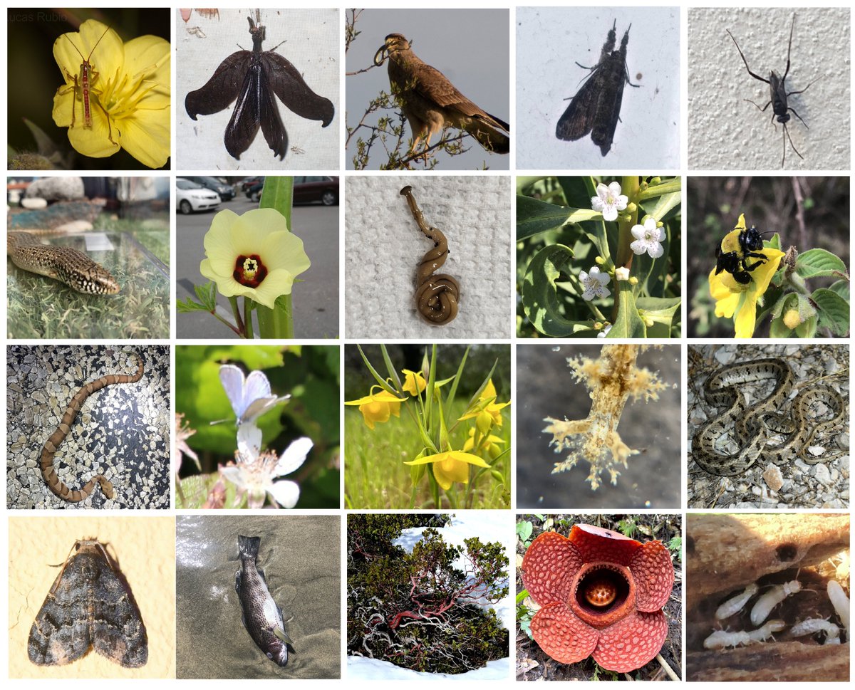 🌟 April broke records on iNaturalist! Check out our monthly highlights to learn more 🌿inaturalist.org/blog/93798
