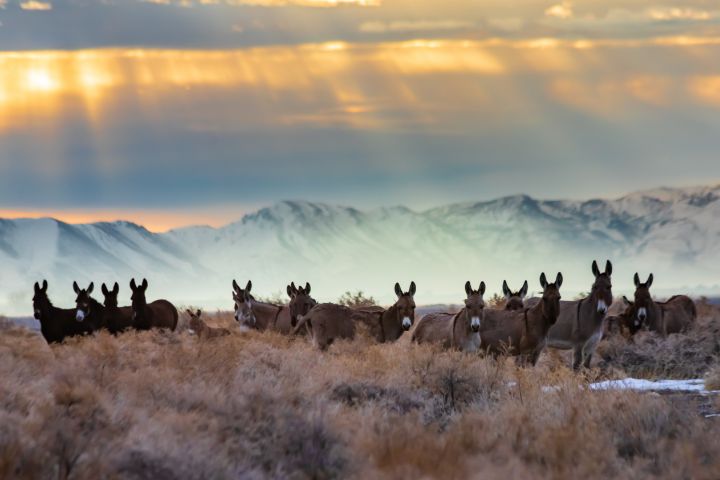 Art of the Day: 'Burros and Rays'. Buy at: ArtPal.com/tpeakphotos?i=…