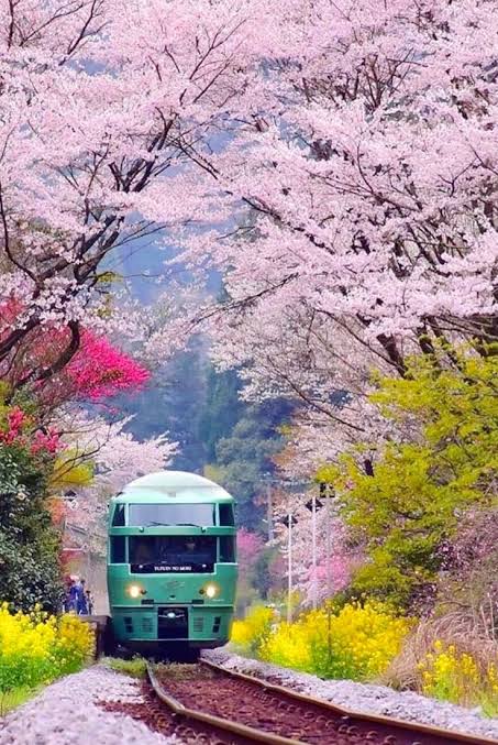 Spring in Japan 🇯🇵