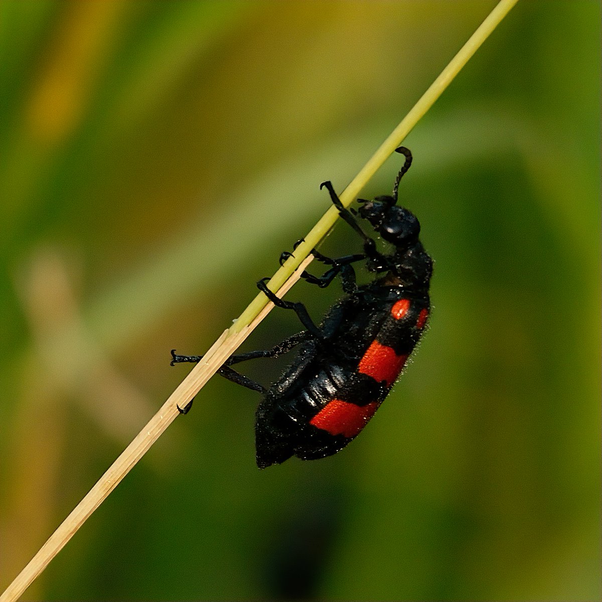 Insects help maintain balance in ecosystems. And our today's special is 'Insects'. Do you have any Insects pic to share. Blister Beetle #IndiAves #ThePhotoHour #InsectsSpecial