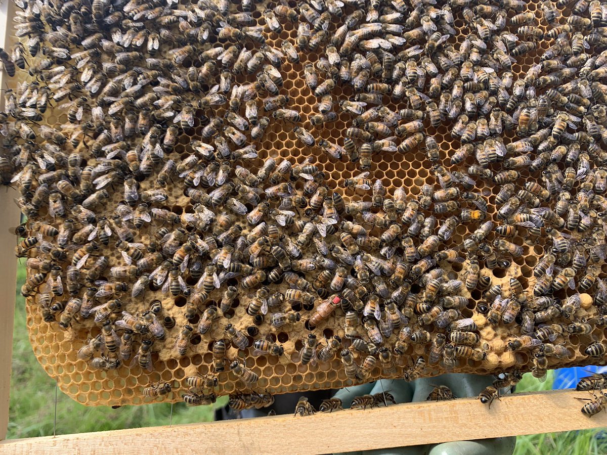 Quel plaisir de reprendre l’apiculture 🐝😌
