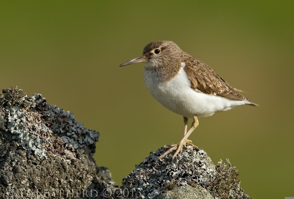 Common Sandpiper...you guessed it...on a Dales stone wall.

#YorkshireDales