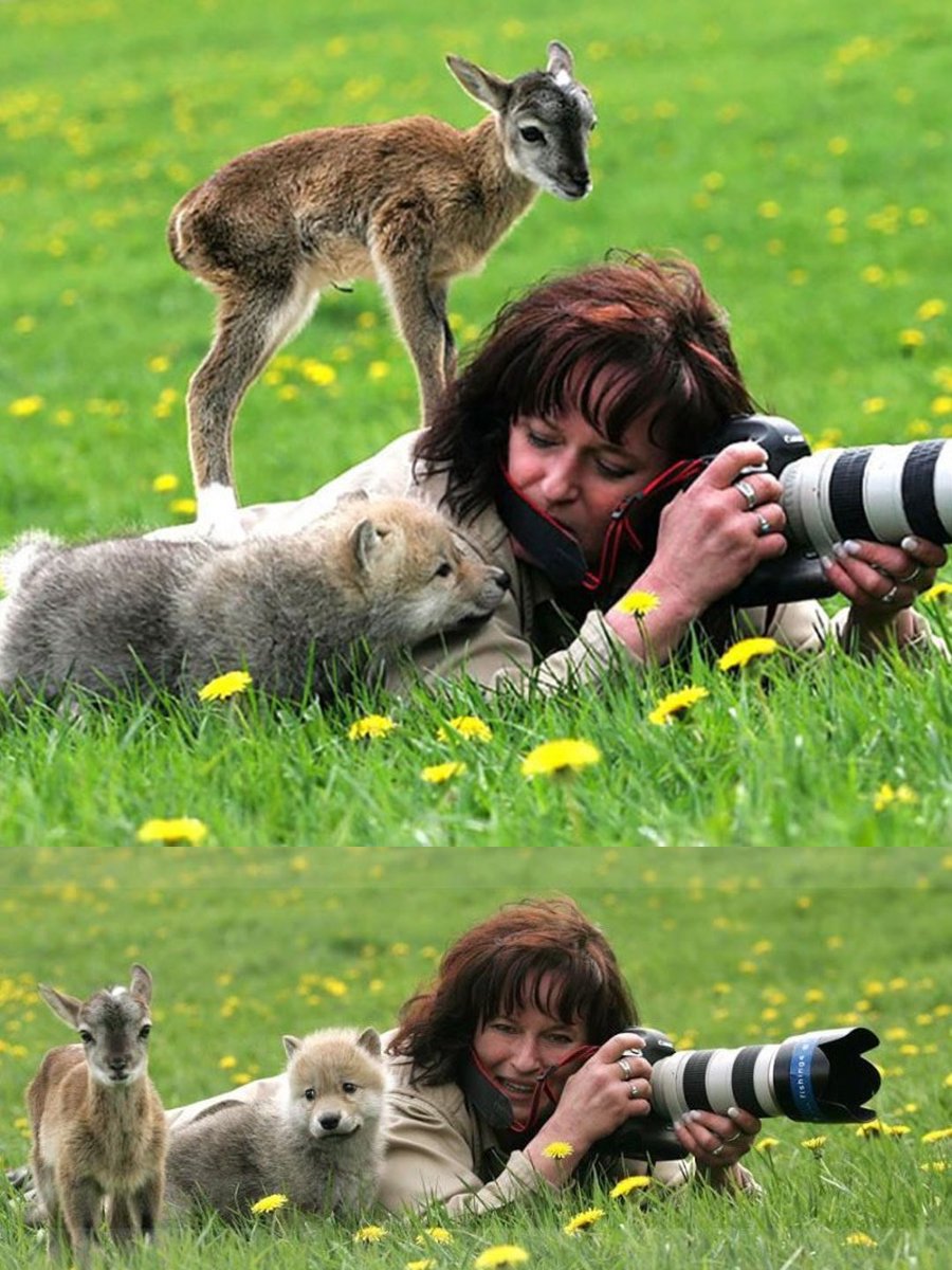 4. Baby deer and baby wolf by Liba Radova