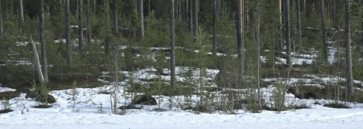 Moose migration Live Stream in Sweden.  Currently several just laying in the snow, chillaxin and chewing their cud. 

Thanks @ToweC  for hooking me up with this. The sound of the birds in the background while I'm working is 👍👍

svtplay.se/video/KMyvqJB/…