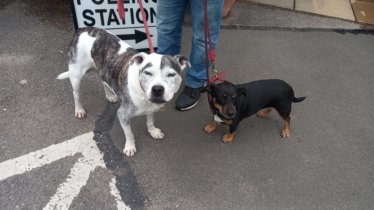 Casper and Nellie fur-ever best buddies at the polling station. Less than 5 hours to cast your vote now! 
#dogsatpollingstation