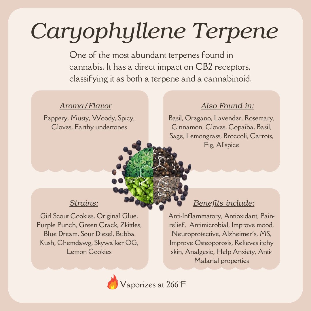 It's Terpene Thursday! Caryophyllene is an earthy terpene with many benefits! Found in ALOT of strains we all know and love. #caryophyllene #terpene #cannabinoid #beneficial #medicine #cannabiscures #cannabısdaily #earthy #woody #peppery #trichomehealthconsultants #thcmed