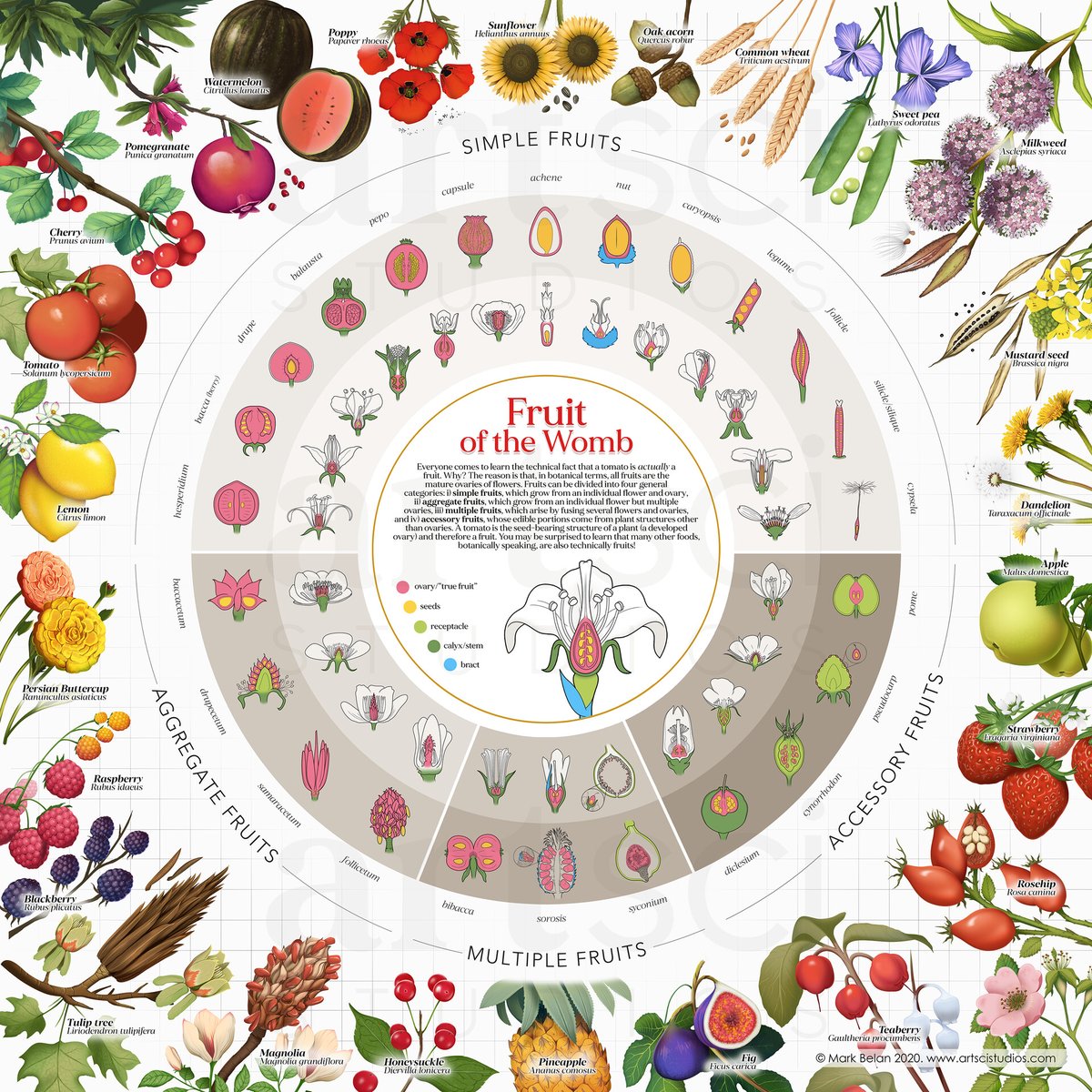 Botanical Classification and Anatomy of Fruit

#fruit #infographic #anatomy #plants #carpology #botany #science #art