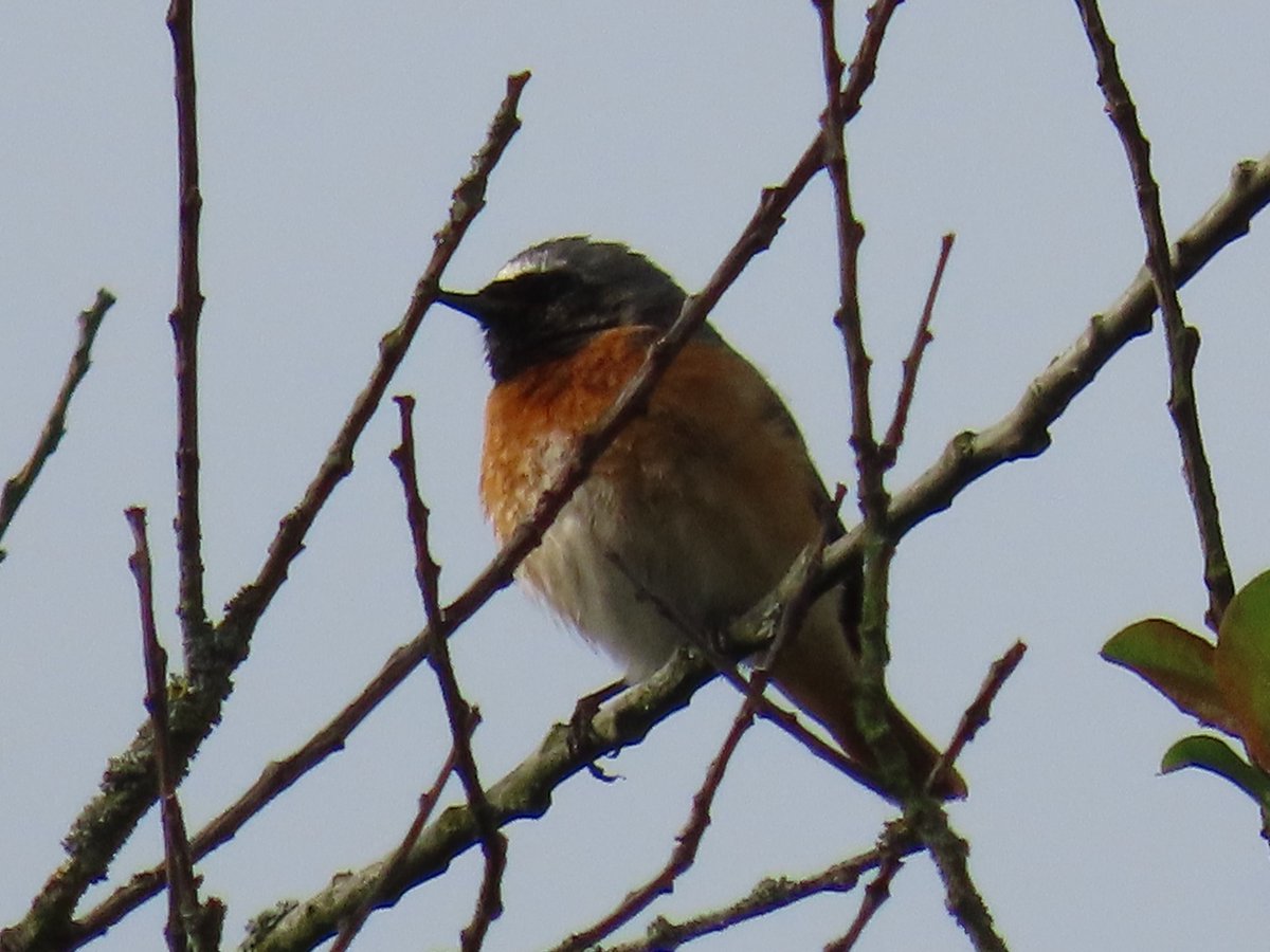 Spring birding in London gets off to a good start in April: dailyyaffle.blogspot.com/2024/05/spring… #londonbirds