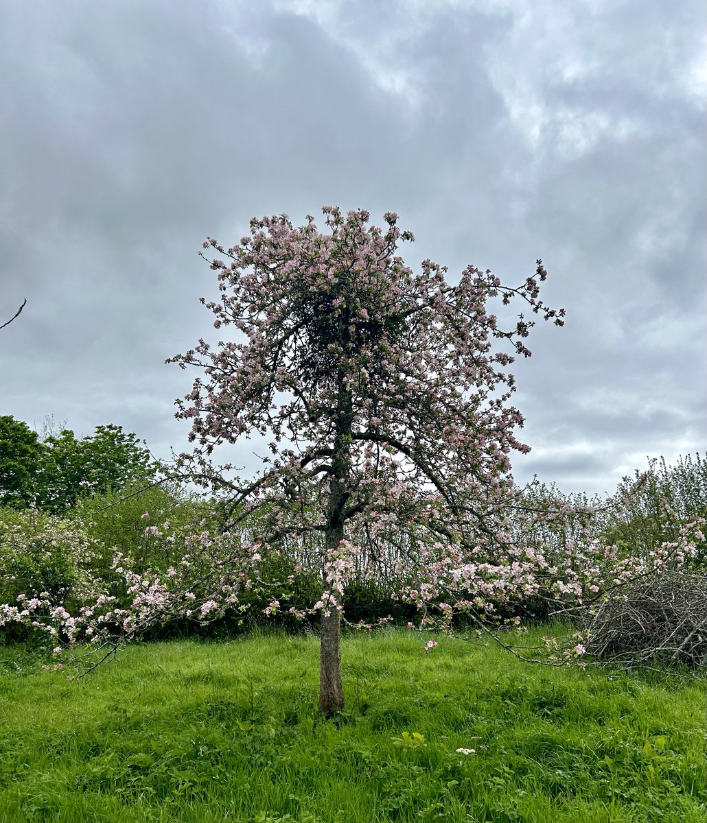 Today at NT Parke, Devon. Beautiful #BlossomWatch