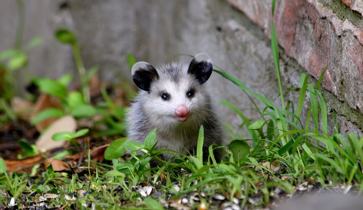 Aren't I Cute?
Who could hate or be afraid of this face?
Virginia Opossum (Didelphis virginiana)
kapturedbykala.com/Animals/i-VHNw…
#cuteanimals #BabyPossum #UrbanWildlife #BabyAnimals #cute