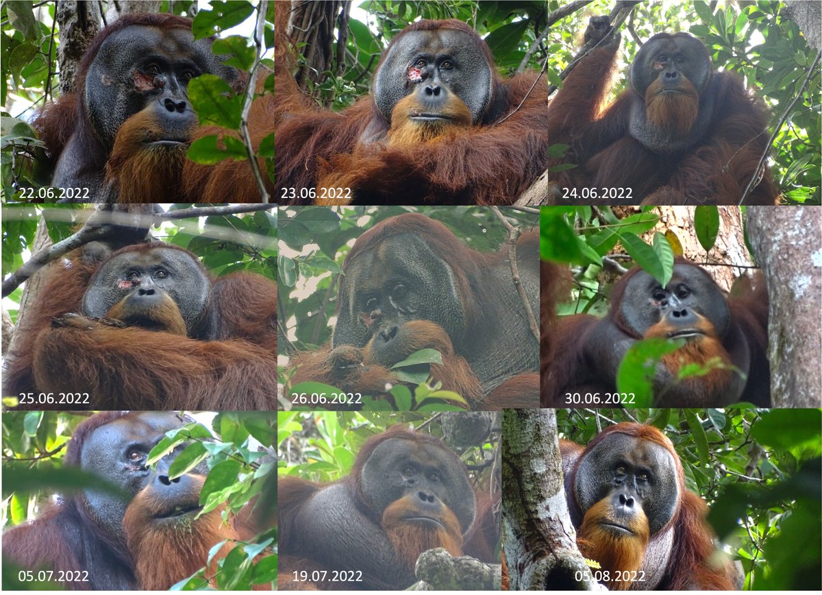 Researchers have observed a Sumatran #orangutan in the wild repeatedly treating its own wound with a plant with several known medicinal properties - the first scientific record of this behaviour in a wild animal mpg.de/21886982/0429-… @IsabelleLaumer @carolschuppli