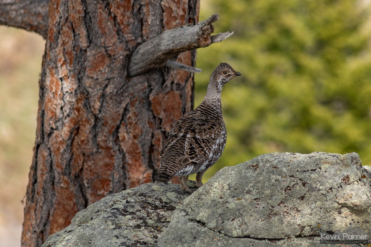 Grouse on a rock