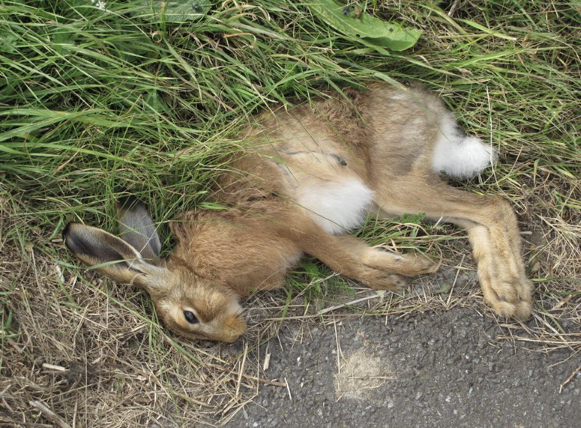 Hard to believe someone’s passion involves extreme cruelty to an animal. This is coursing: 
1. Net the hares from the wild 
 2. Keep penned for a few weeks with other hares 
3.Release on day of meet & set 2 Greyhounds on them
Step 4  Repeat! 
#banbloodsports @noonan_malcolm