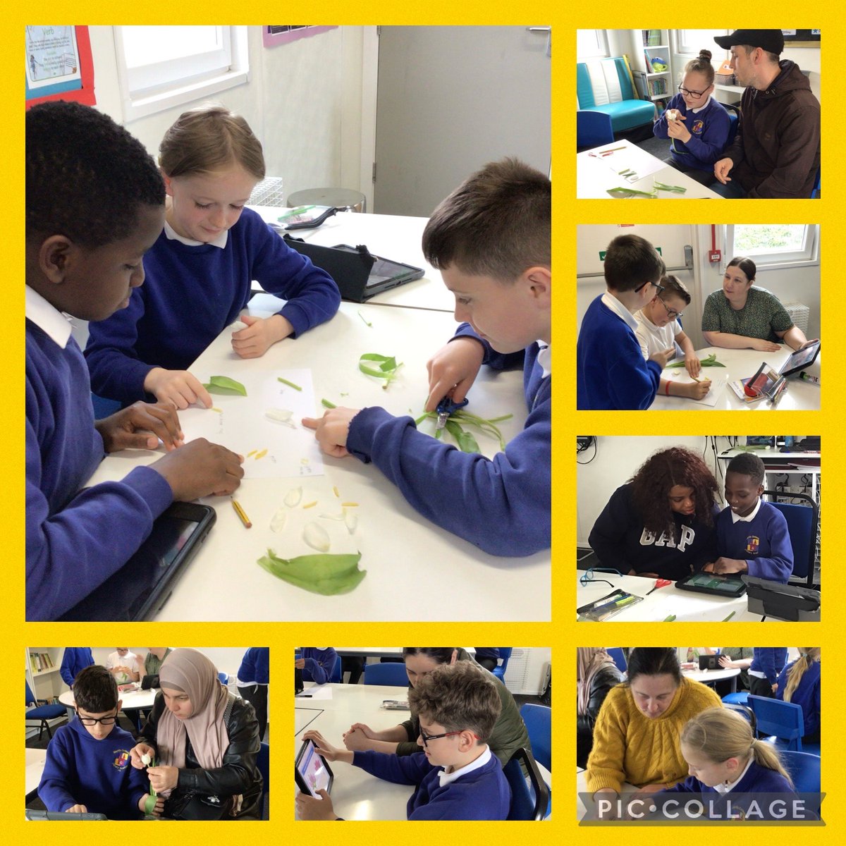 In Y5b, today’s science lesson was hands-on and fascinating! The children dived into the anatomy of tulips, dissecting and labelling with precision. Huge shoutout to the amazing parents who joined in to make it an enriching experience! 🌷🔬 @CNicholson_Edu @AETAcademies
