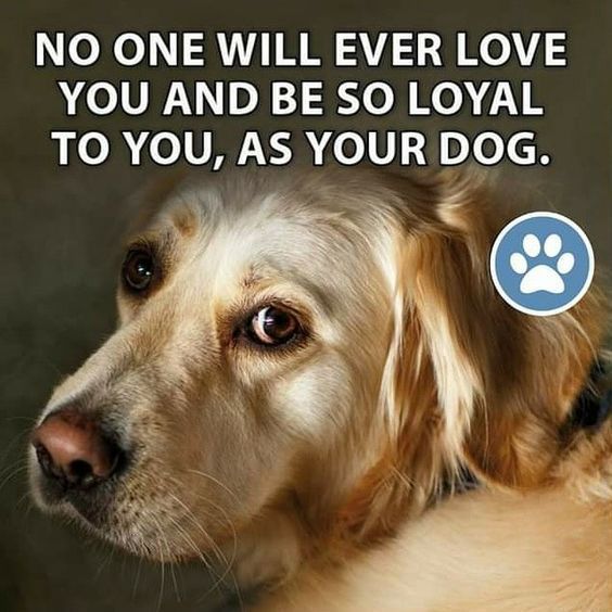 No one will ever #love you and be so #loyal to you as your #dog.

#Dogs #AdoptDobtShop #AdoptAFriend #LoveADog #GoodDog #DogsAreLoyal #DogsAreLove