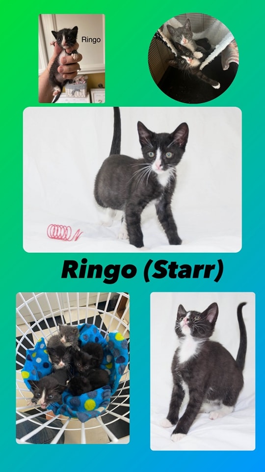 We're all about saving lives.
We love happy endings like Ringo Starr  and his furmaily!
This is one of the 1000 adoption stories we're sharing to highlight our mission.  bigdayofgiving.org/organization/i…

#BDOG2024 #savinglives #donatetoday #kittens #puppies #ittakesavillage  #gratitude