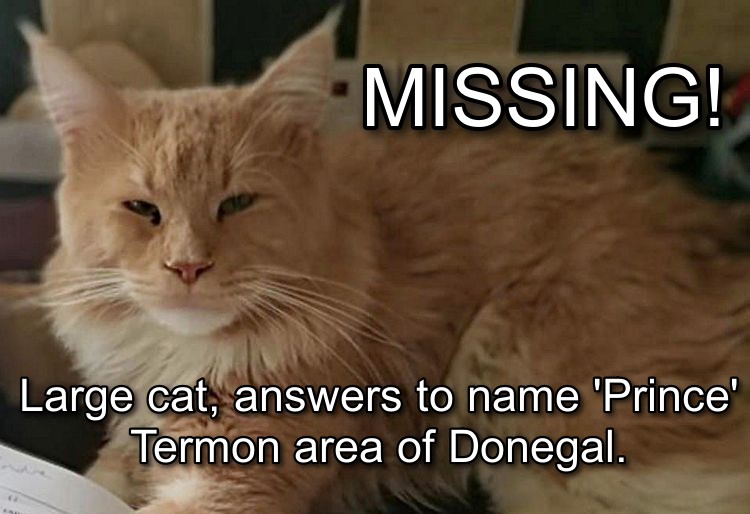 HELP PLEASE! A friend has lost her cat in the #Termon #Kilmacrennan area of #Donegal Please let me know if you find him - she is obviously very upset & worried. He is a large cat & answers to the name 'Prince'. PLEASE RT #LostPets #cats #pets #Milford #Letterkenny #missing