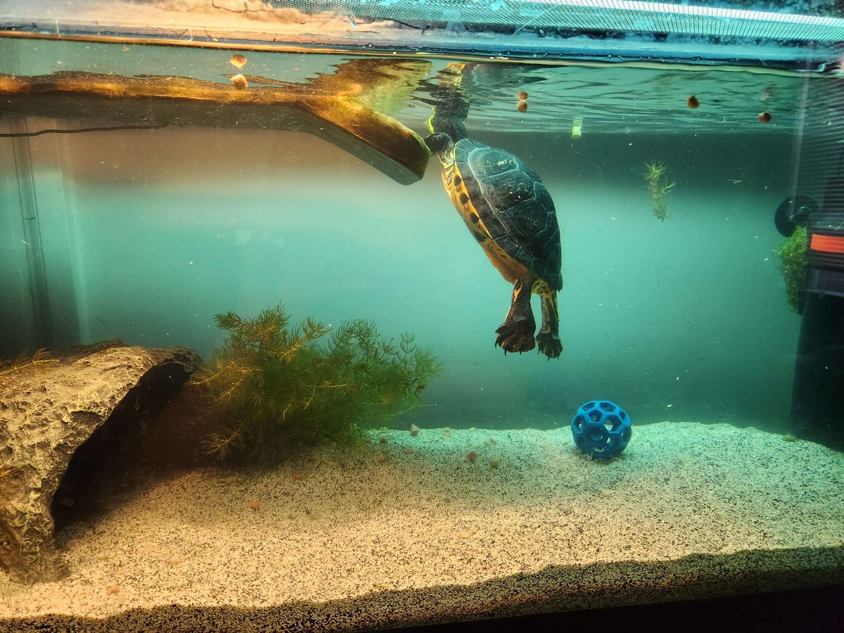 moonlightandust's tweet photo. Coming back on main for the first time in forever to say this is now a Turtle Posting account. This is Morla, we’re officially going to adopt her from our other roommate, and I’m obsessed w/ her. We updated her tank this week and her new setup is gorgeous ✨ https://t.co/ab1UVXBbXR