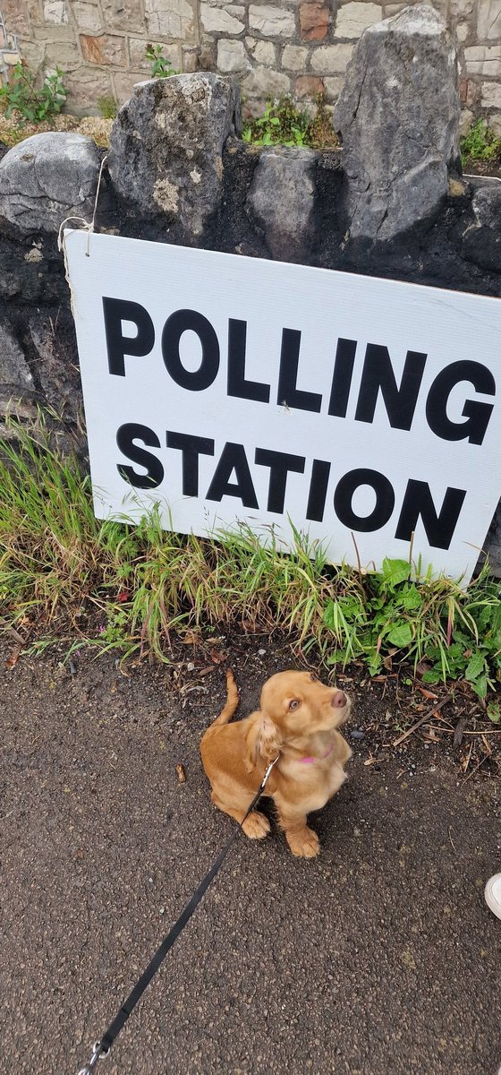 Bobs first vote. She barked 'fuck the Tories' as we went in.