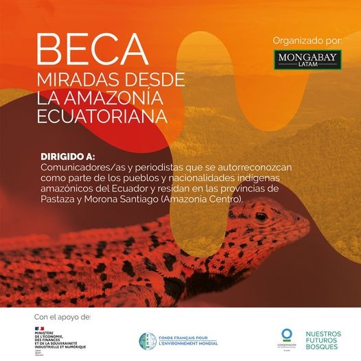 #BecaMongabay 📣🦎 Quedan pocos días para que apliques a nuestra beca dirigida a comunicadores o periodistas indígenas de la Amazonía Centro de #Ecuador. 😀 Los seleccionados aprenderán los principios del periodismo ambiental con nosotros. Aplica aquí ⬇️ docs.google.com/forms/d/e/1FAI…