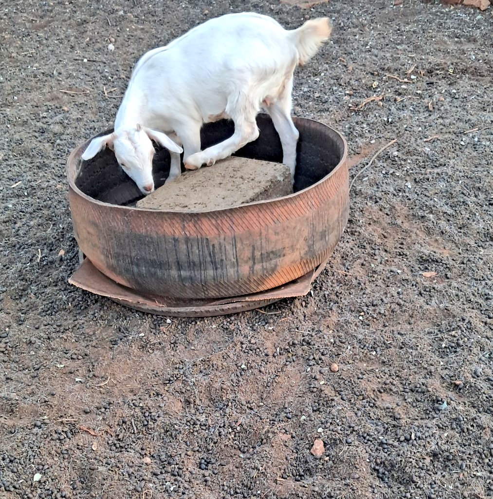 Miz_Ruraltarain's tweet image. Some lucky folks got early Christmas 🐐♥️

Me &amp;amp; my fur children. 

 #smallscalefarming #Goatfarming