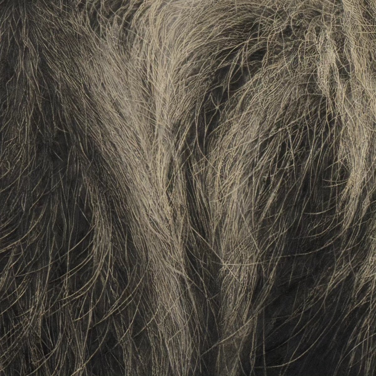 _vickywhite's tweet photo. Linne's Two-toed Sloth (Choloepus didactylus) | 100 x 80 cm | Pencil on panel #art #animals #naturalhistory https://t.co/dHxWVs54YX