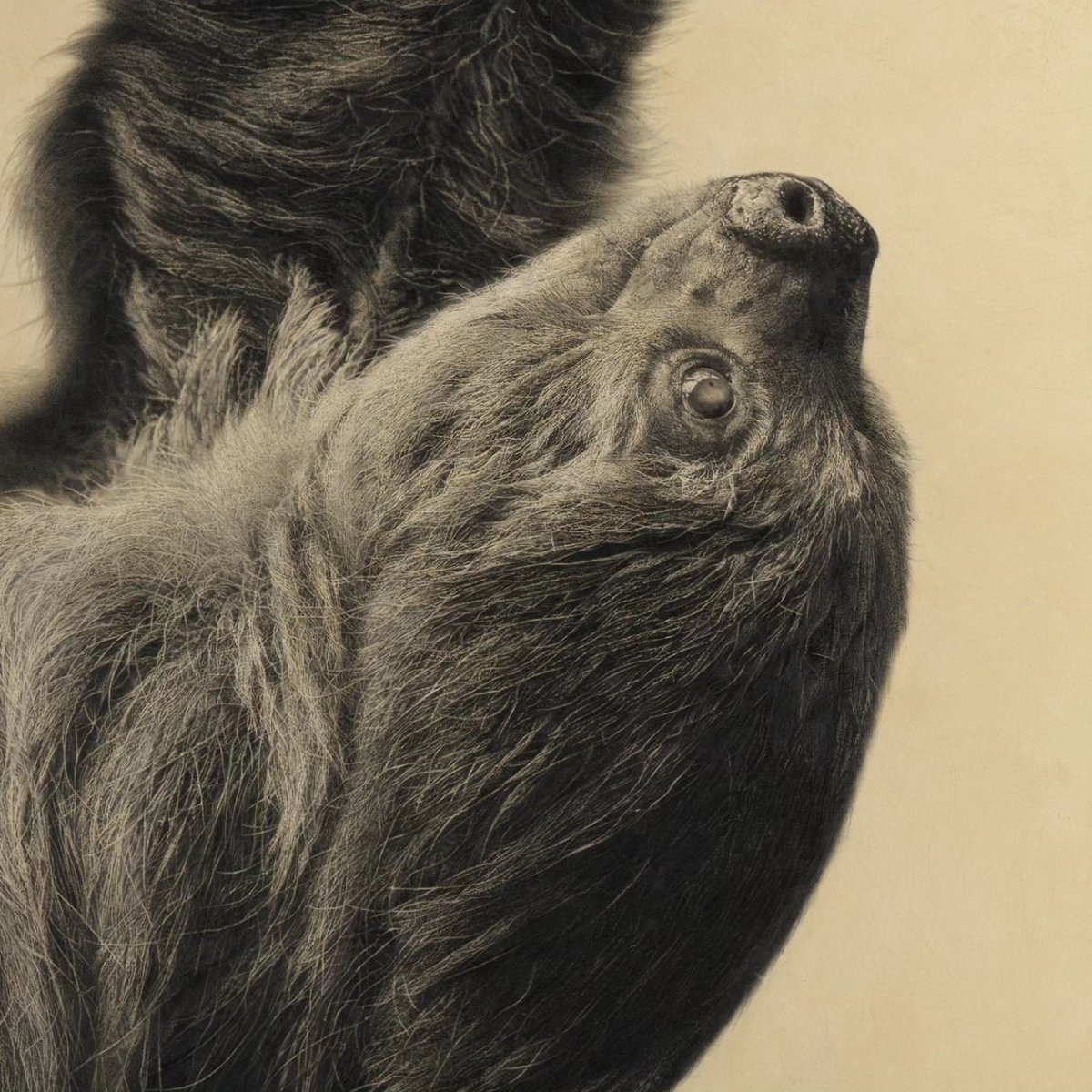 Linne's Two-toed Sloth (Choloepus didactylus) | 100 x 80 cm | Pencil on panel #art #animals #naturalhistory