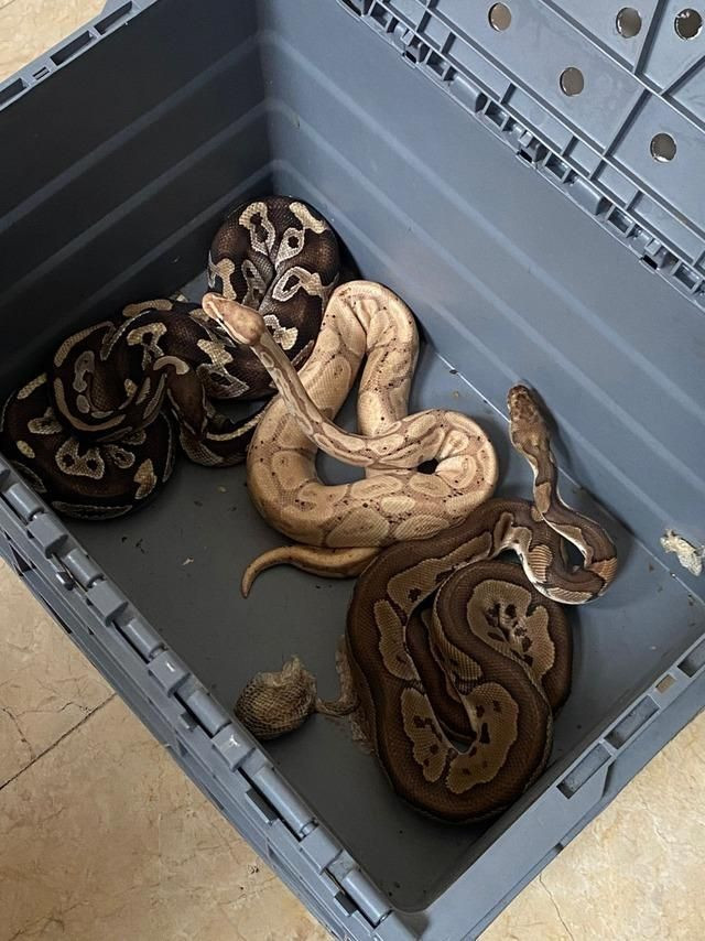 📸 Türkiye- Following a 6-month pursuit in Istanbul, 36 people, including officers from the Ministry of Forestry, were detained in operations against animal smugglers. While a total of 565 animals were seized, it was revealed how the money was laundered.