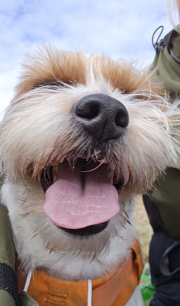 Griff takes a cute selfie 🤣🐾🐶 #dogsofX #dogselfie