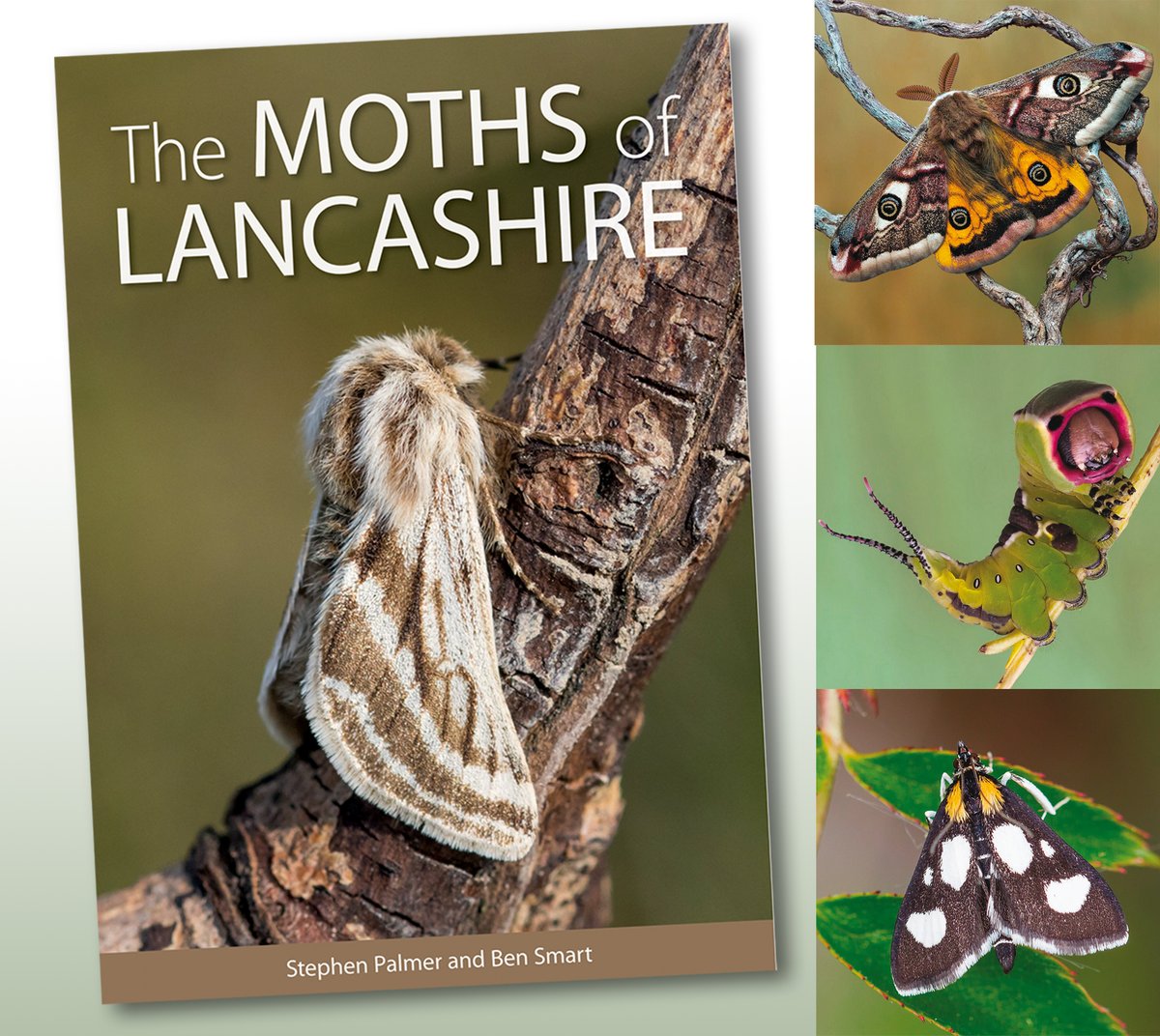 The MOTHS of LANCASHIRE has now gone to print – pre-pub offer has been extended bit.ly/3S2k71D - order by 31 May & SAVE £8 on published price @tanyptera @Lancswildlife @savebutterflies @Moth_Lady @ukmoths