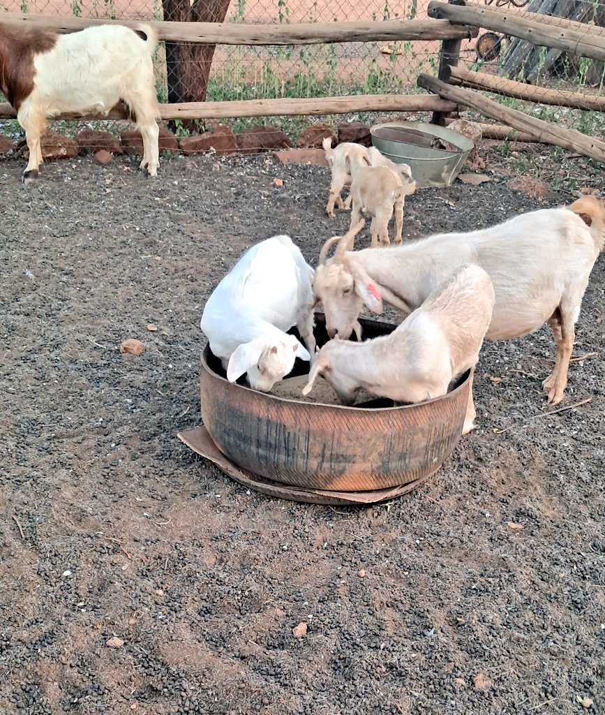 Miz_Ruraltarain's tweet image. Some lucky folks got early Christmas 🐐♥️

Me &amp;amp; my fur children. 

 #smallscalefarming #Goatfarming