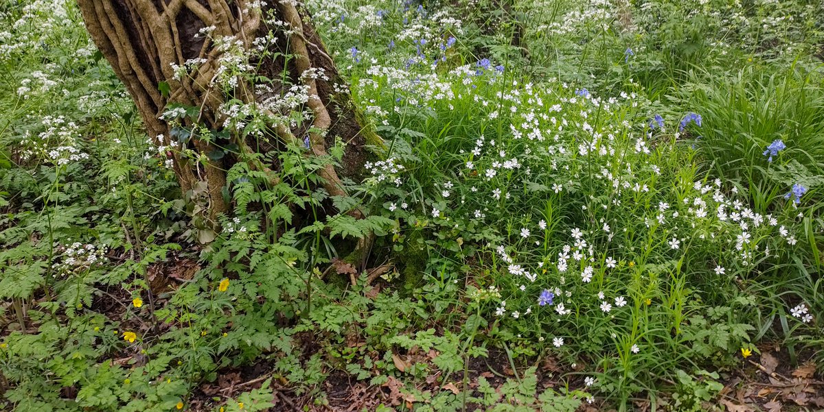 For the #HedgerowChallenge, #Stitchwort, #Bluebells, #CowParsley and #Buttercups flowering in the #AncientHedgerows near The Fox pub in #HappyValley, #Coulsdon #WildflowerHour