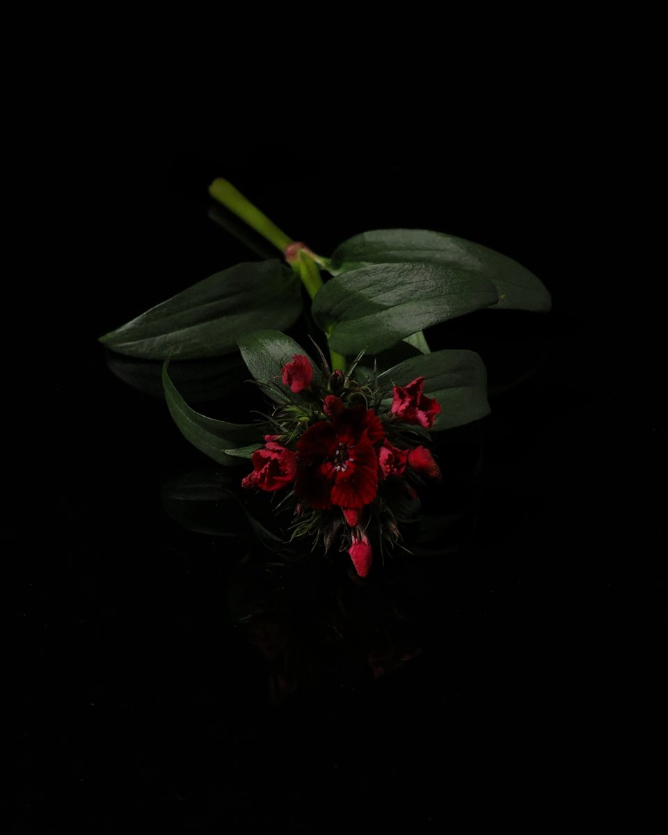 Just Sweet Williams on black glass. No good with glare on your screen, but otherwise pleasing I hope.

#darkphotography #flowers #Sweet_Williams #botanicalphotography #studiophotography #artphotography #red  #stilllife #stilllifephotography #botany #horticulture #dark_aesthetic