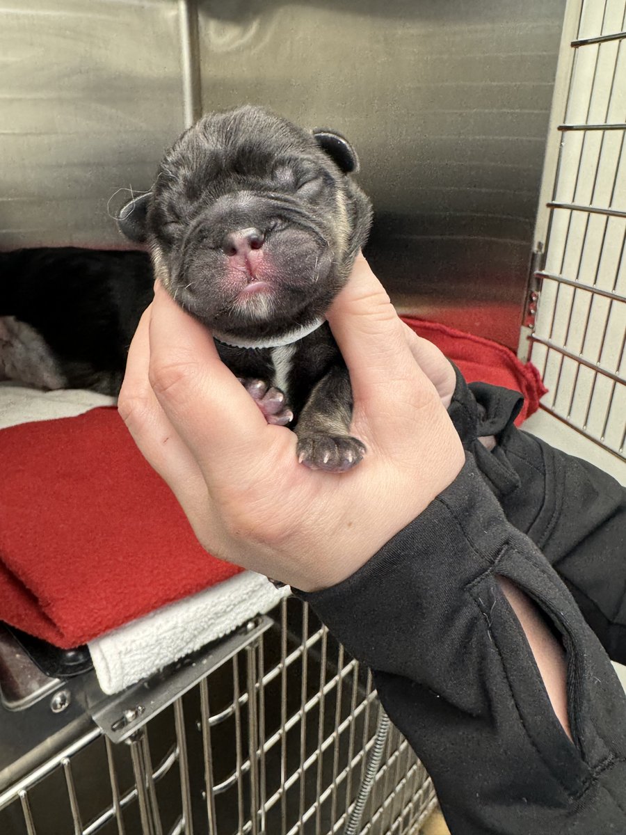 Dr. Sims performed a c-section today. We are proud to announce the new momma, Annie, gave birth to 5 beautiful Frenchies. CONGRATS! 💙 #oakwellvet #johnsoncitytn