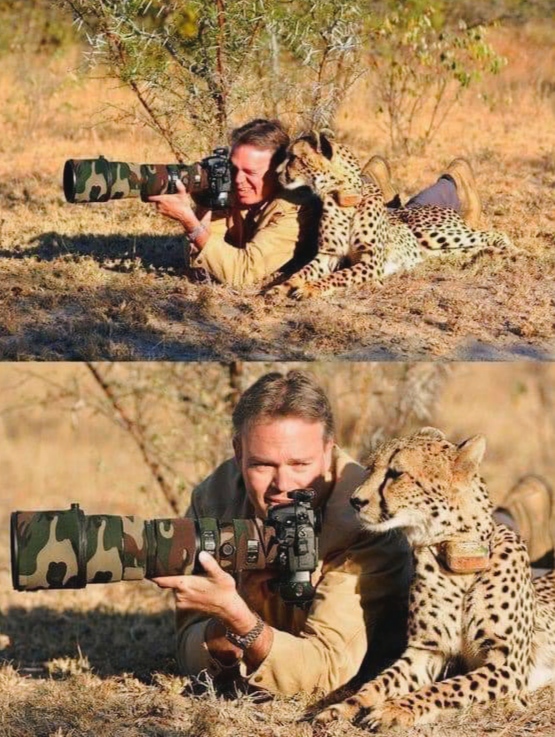 7. Cheetah assistant by Chris du Plessis
