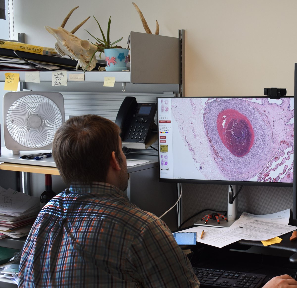 Curious about what we do for #WildlifeHealth? Follow our “Day in the Life” series for an inside peek. Shadow #Wildlife pathologist, Dr. Gavin Hitchener, throughout his day -from teaching #cornellvet students to wildlife #necropsy, it's all in a day's work. bit.ly/3wgAUpS