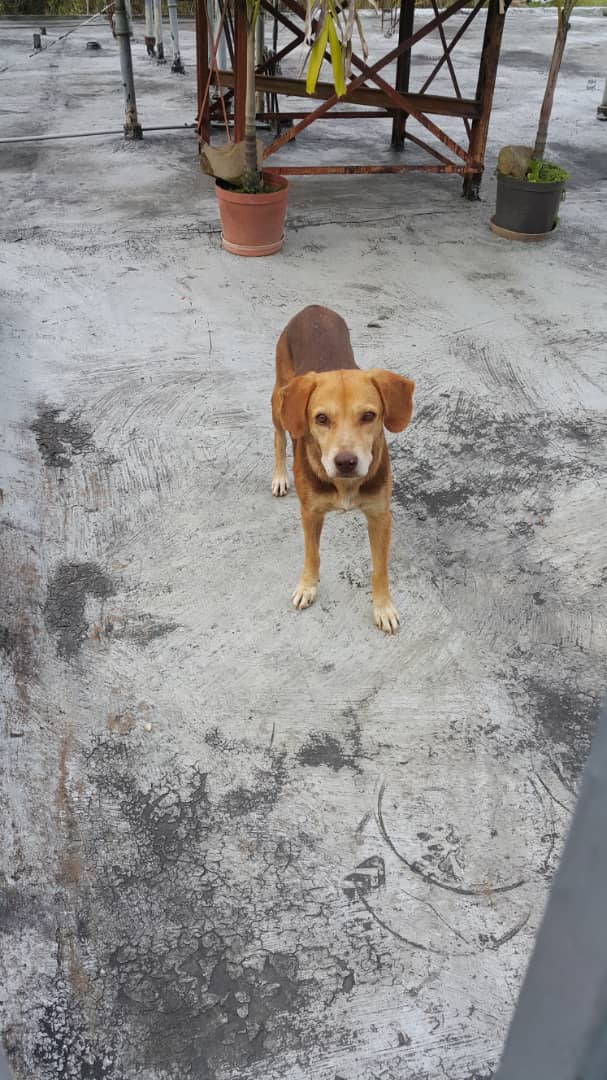 Reenviado. Catira. En adopción responsable, en situación de calle hace tiempo y no la adoptan, está en celo, necesita Hogar, San Antonio de Los Altos, Potrerito, cerca de Frutería La Potrera. No hay número de contacto. Gracias 🐶🙏♥️🐾😔 @SomosNevado