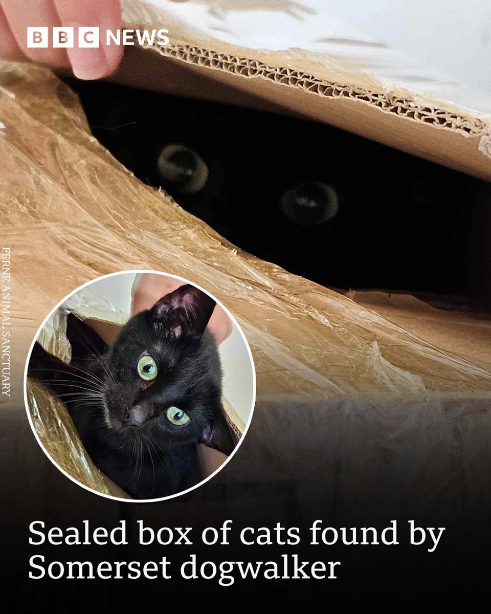 Poor things 😔 Three young cats have been found trapped inside a cardboard box, tucked into a hedgerow. Full story here ➡️ bbc.in/3UHZrgU