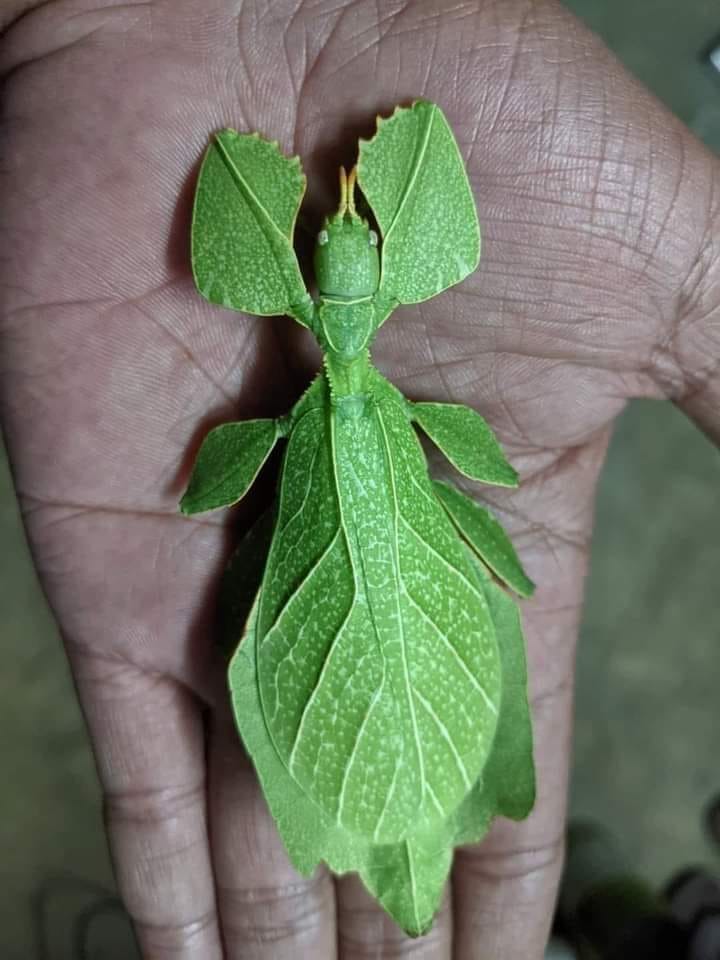 Leaf insect.
Praise be to God.😍
